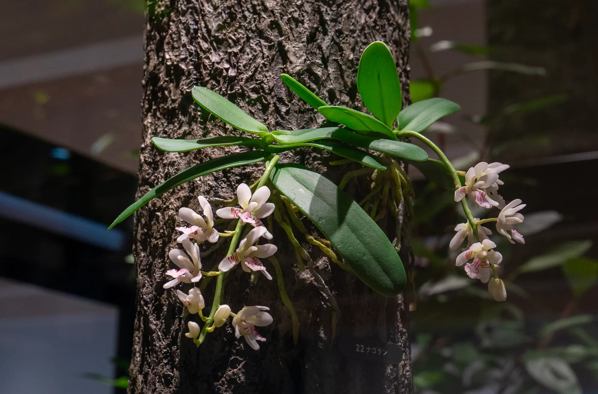 徳之島の植物 ナゴラン