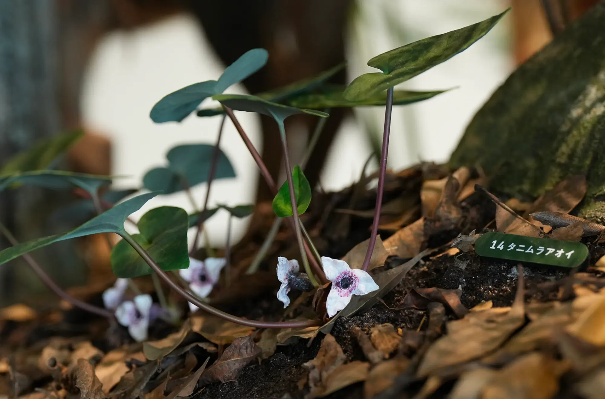 徳之島の植物 タニムラアオイ